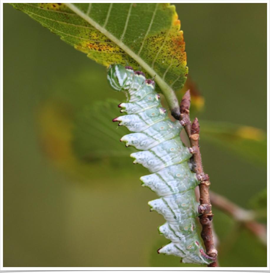 Nerice bidentata
Double-toothed Prominent
St. Clair County, Alabama